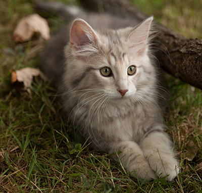Libellule - 12 weeks old