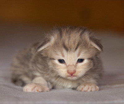 Libellule - 2 weeks old