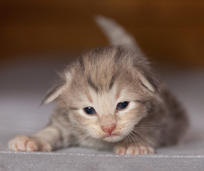 Libellule - 2 weeks old