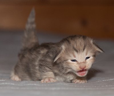 Libellule - 2 weeks old