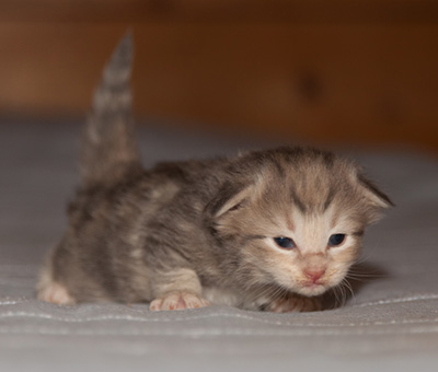 Libellule - 2 weeks old