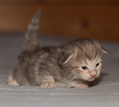 Libellule - 2 weeks old