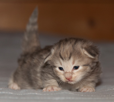 Libellule - 2 weeks old