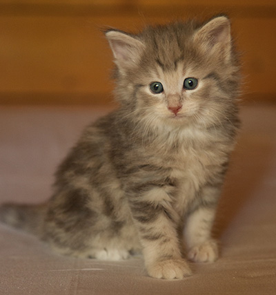 Libellule - 6 weeks old