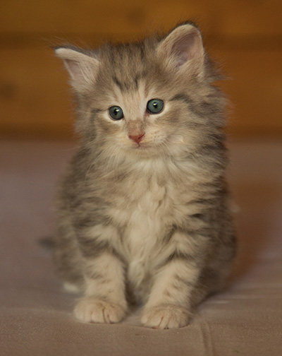 Libellule - 6 weeks old
