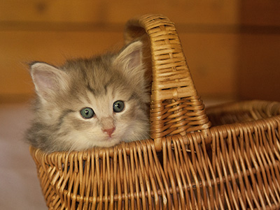 Libellule - 6 weeks old