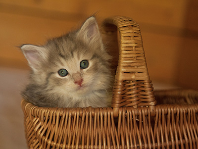Libellule - 6 weeks old
