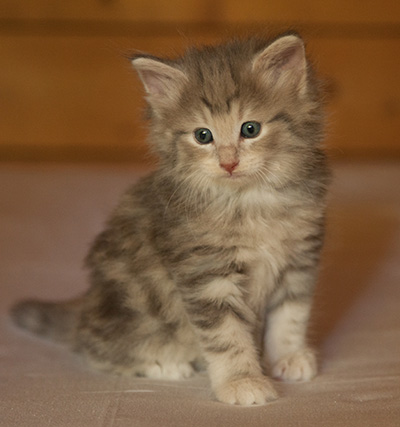 Libellule - 6 weeks old
