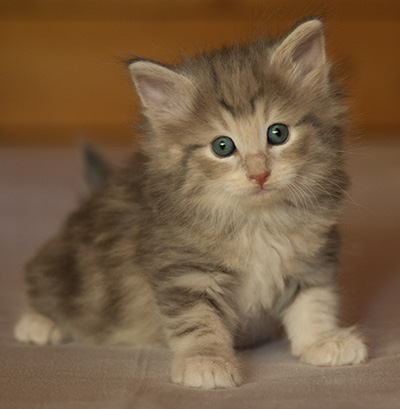 Libellule - 6 weeks old
