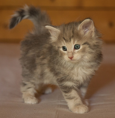 Libellule - 6 weeks old