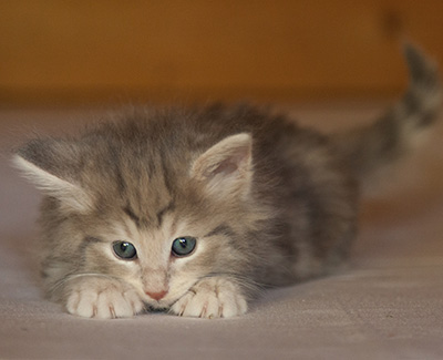 Libellule - 6 weeks old