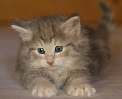 Libellule - 6 weeks old