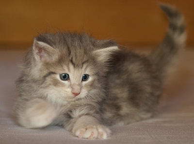 Libellule - 6 weeks old