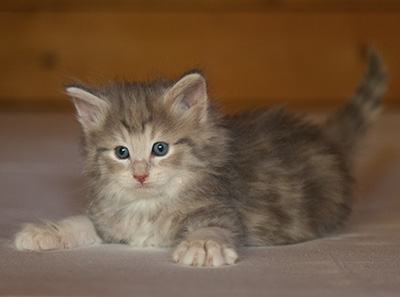 Libellule - 6 weeks old