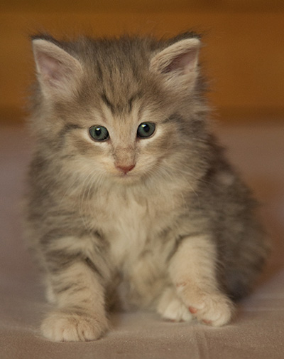 Libellule - 6 weeks old