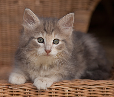 Libellule - 9 weeks old