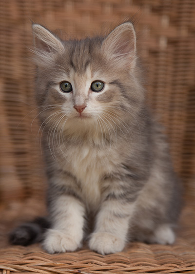 Libellule - 9 weeks old
