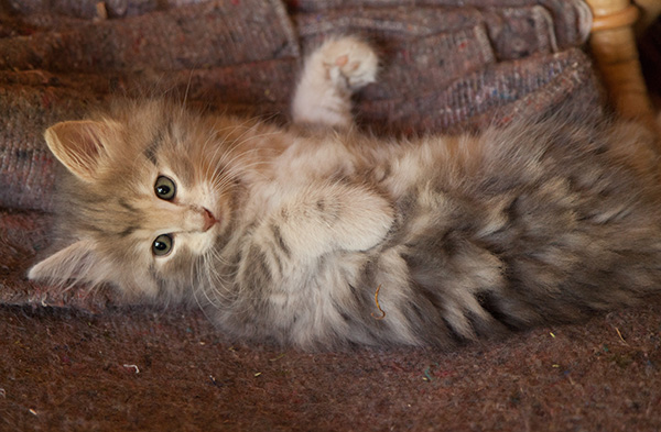 Libellule - 9 weeks old