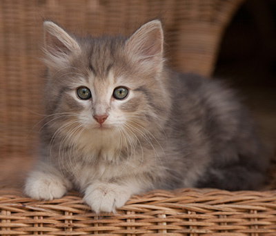 Libellule - 9 weeks old