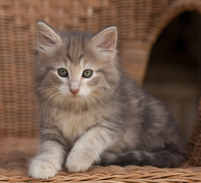 Libellule - 9 weeks old