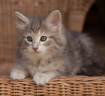 Libellule - 9 weeks old
