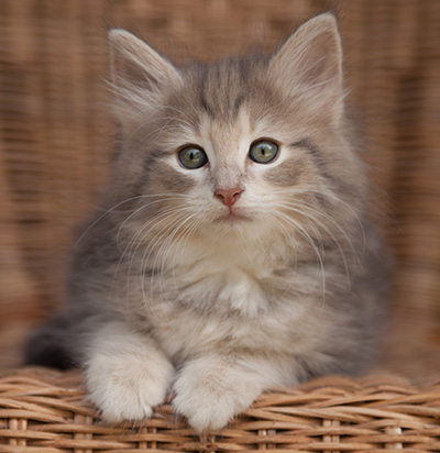 Libellule - 9 weeks old