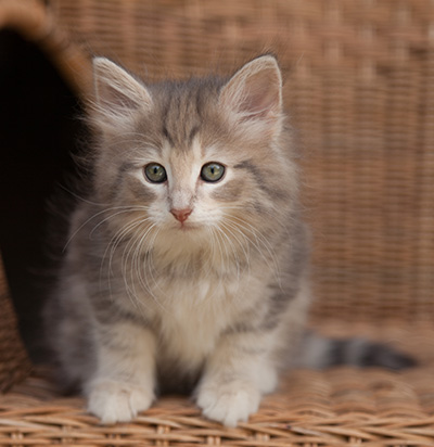 Libellule - 9 weeks old