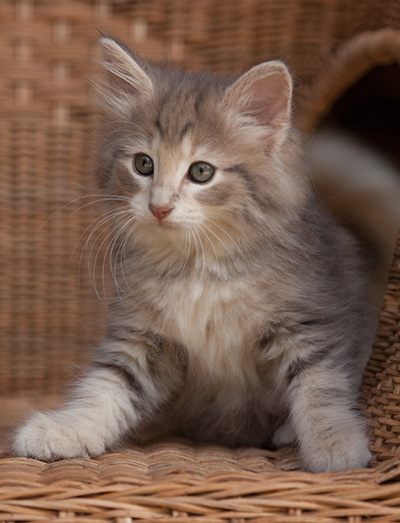 Libellule - 9 weeks old