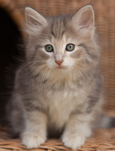 Libellule - 9 weeks old