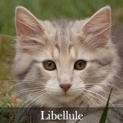 Libellule