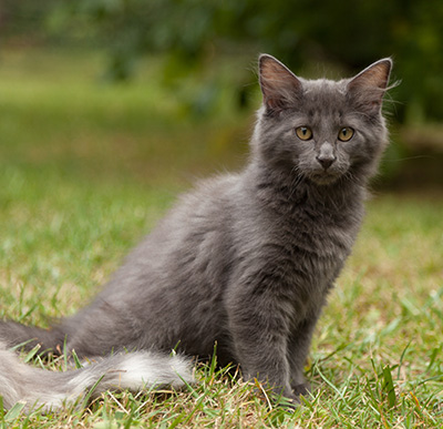 Lotus - 12 weeks old