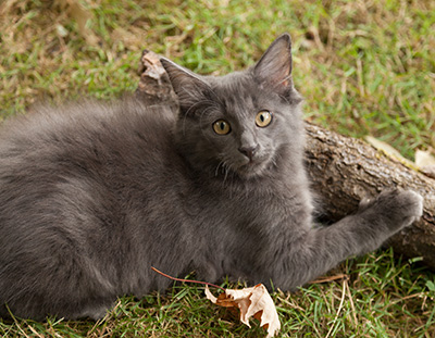 Lotus - 12 weeks old