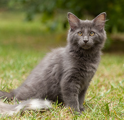 Lotus - 12 weeks old