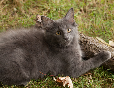Lotus - 12 weeks old