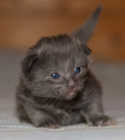 Lotus - 2 weeks old
