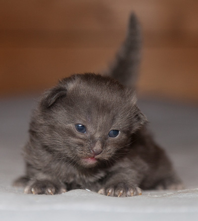 Lotus - 2 weeks old