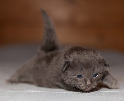 Lotus - 2 weeks old