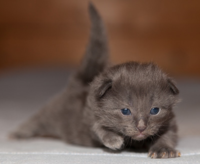 Lotus - 2 weeks old