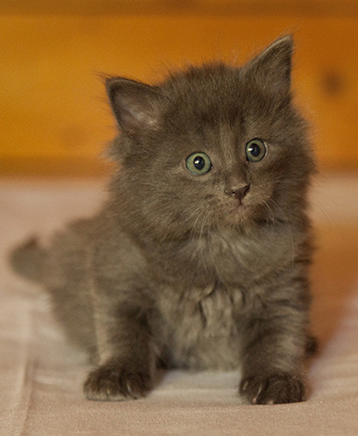 Lotus - 6 weeks old