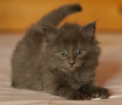Lotus - 6 weeks old