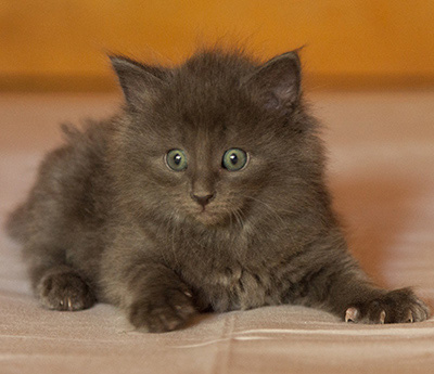 Lotus - 6 weeks old