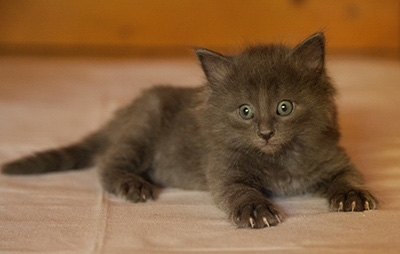 Lotus - 6 weeks old
