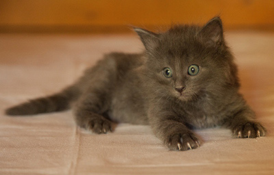 Lotus - 6 weeks old