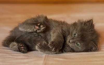 Lotus - 6 weeks old