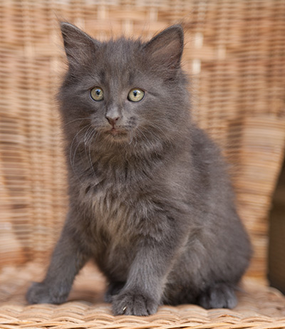 Lotus - 9 weeks old