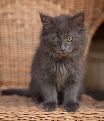 Lotus - 9 weeks old