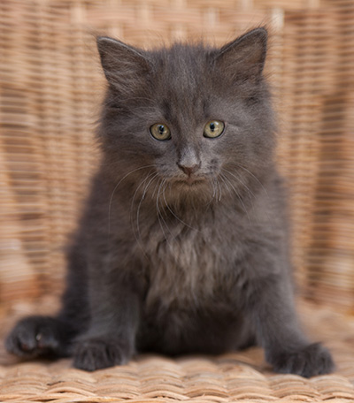 Lotus - 9 weeks old
