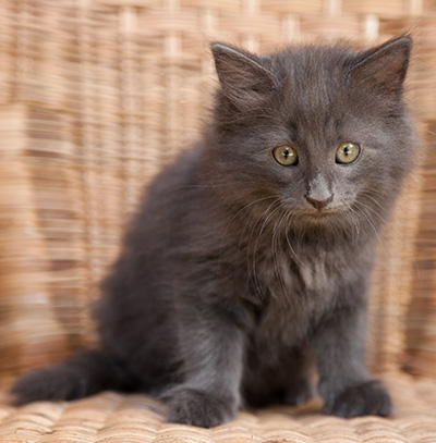 Lotus - 9 weeks old