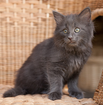 Lotus - 9 weeks old
