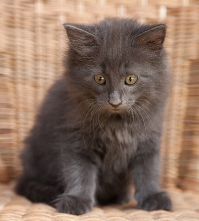 Lotus - 9 weeks old